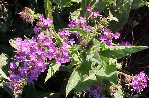 Plant photo of: Verbena rigida