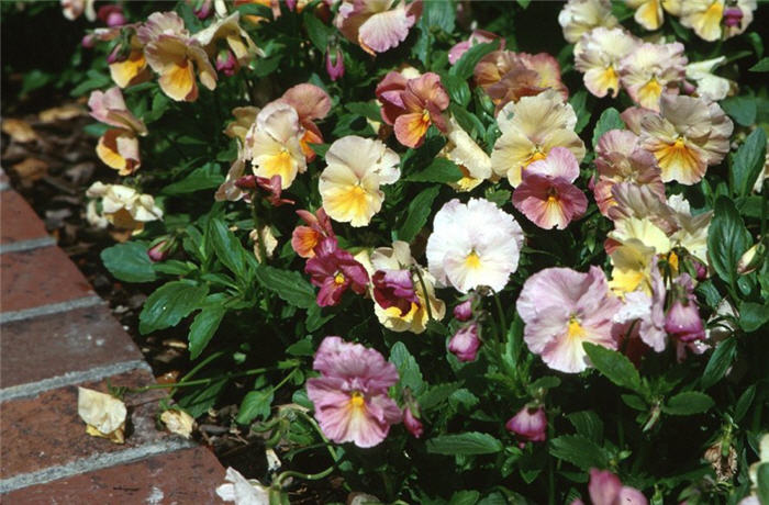 Garden Pansy