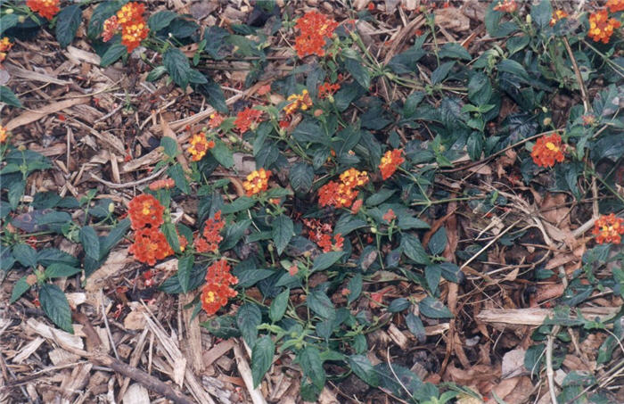 Lantana 'Confetti'