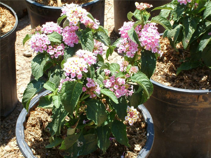 Lantana 'Christine'