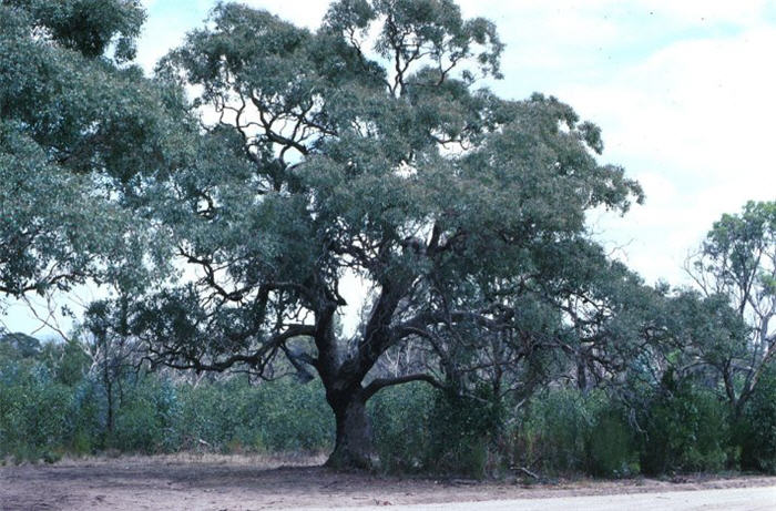 Plant photo of: Eucalyptus polyanthemos