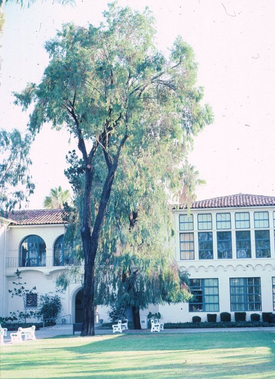 Eucalyptus sideroxylon