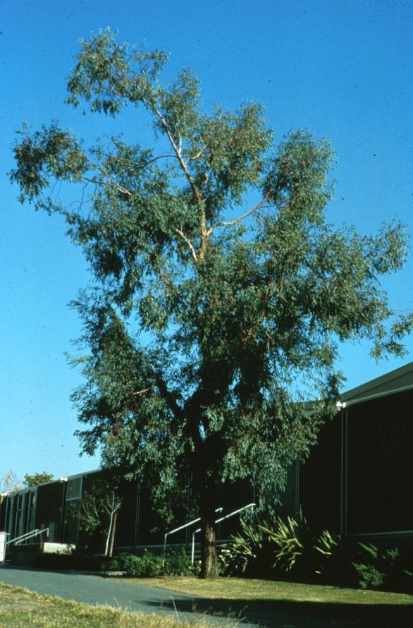 Plant photo of: Eucalyptus sideroxylon