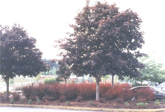 Plant photo of: Acer platanoides 'Crimson King'