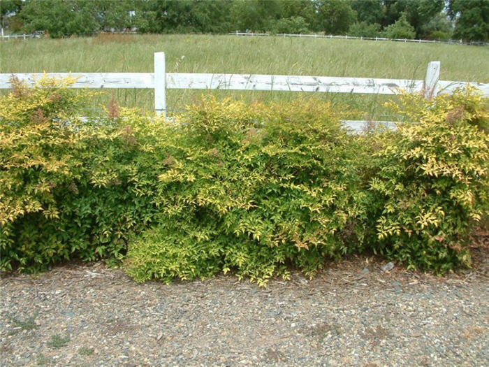 Nandina domestica 'Compacta'