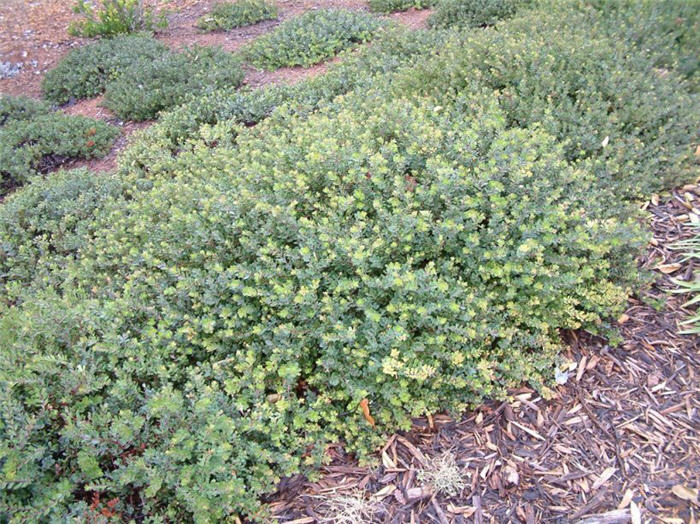 Plant photo of: Arctostaphylos 'Pacific Mist'