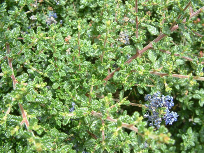 Plant photo of: Ceanothus 'Dark Star'