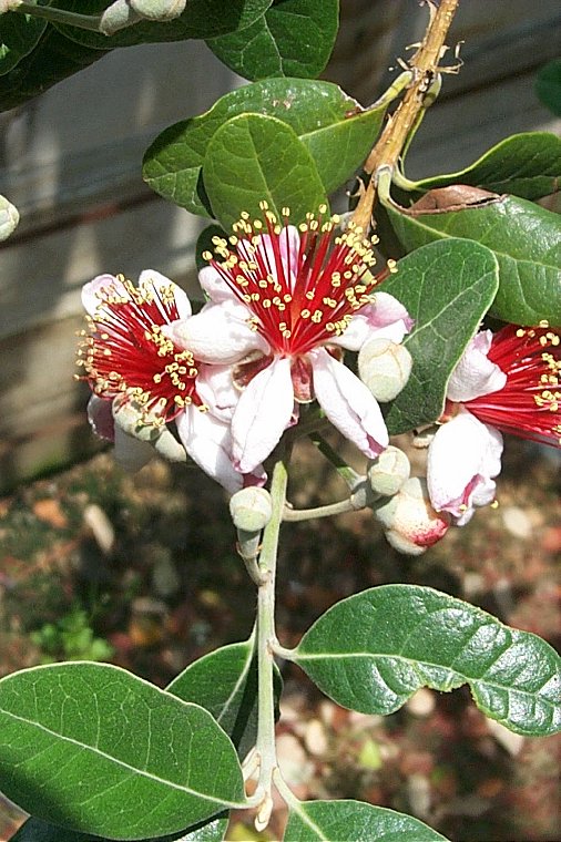 Plant photo of: Acca sellowiana