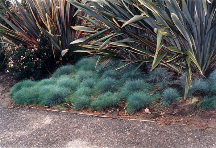 Festuca glauca