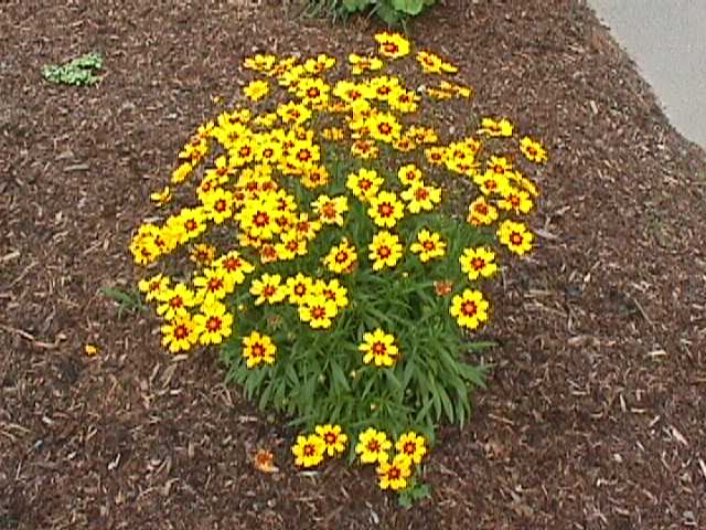 Coreopsis lanceolata 'Sterntaler'