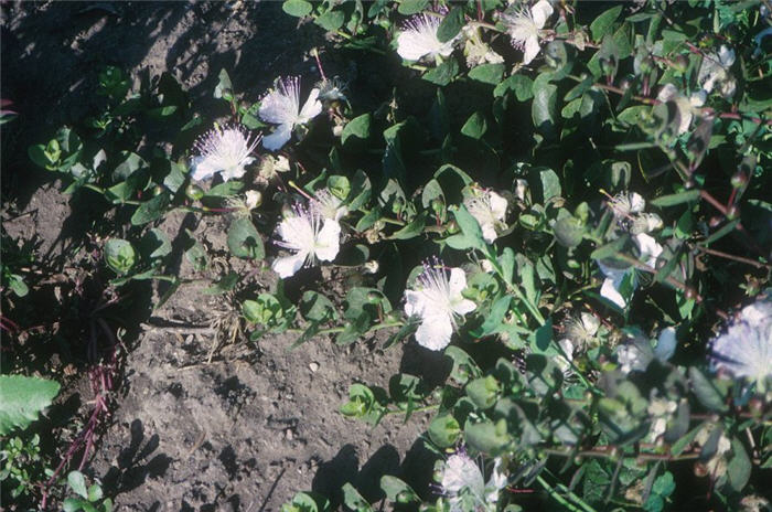 Capparis spinosa v. inermis