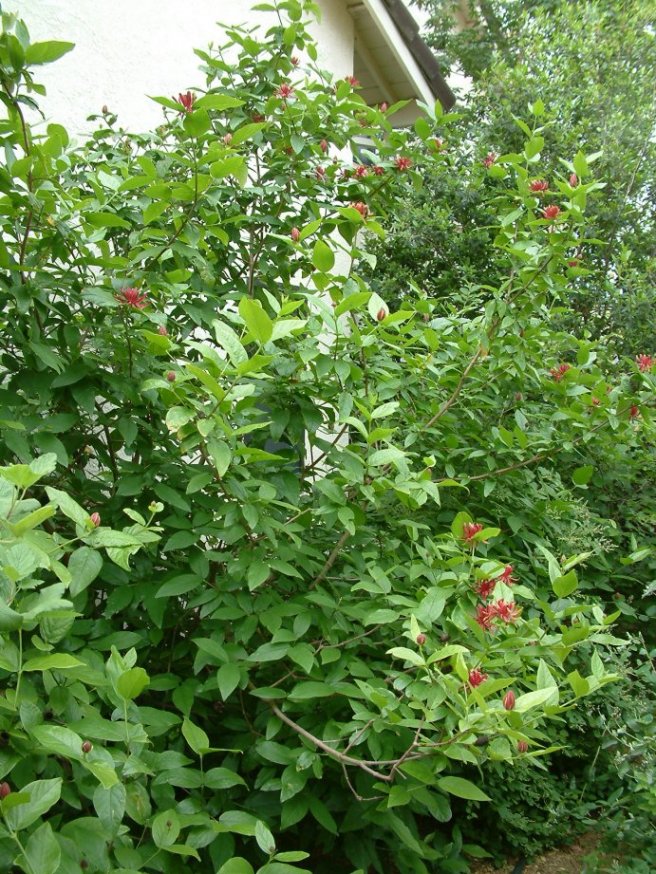 Calycanthus occidentalis