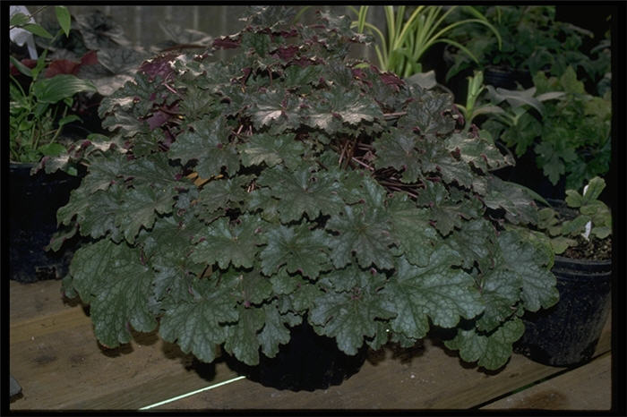 Plant photo of: Heuchera micrantha