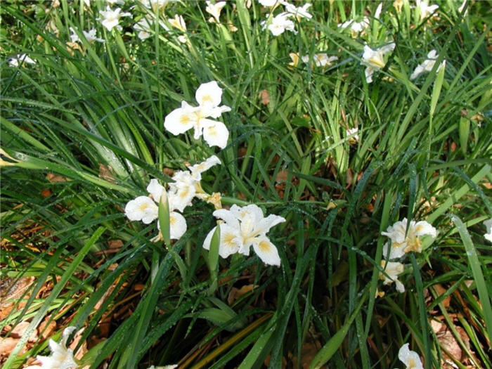 Iris Pacific Coast Hybrid 'Canyon Snow'