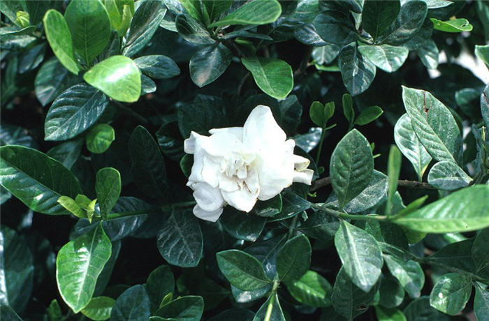 Veitch Compact Gardenia