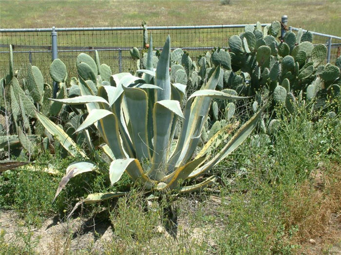 Plant photo of: Agave americana 'Variegata'