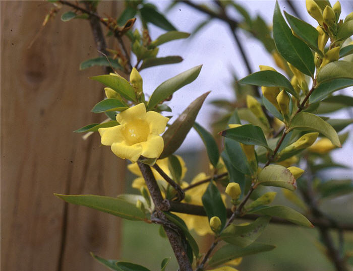 Plant photo of: Gelsemium sempervirens