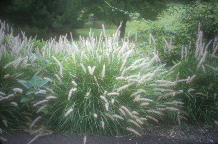 Oriental Fountain Grass