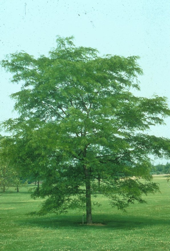 Gleditsia triacanthos inermis 'Shademast