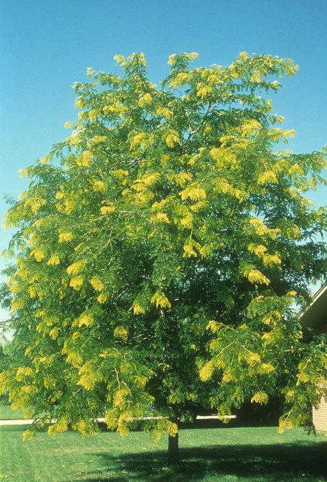 Gleditsia triacanthos inermis 'Sunburst'