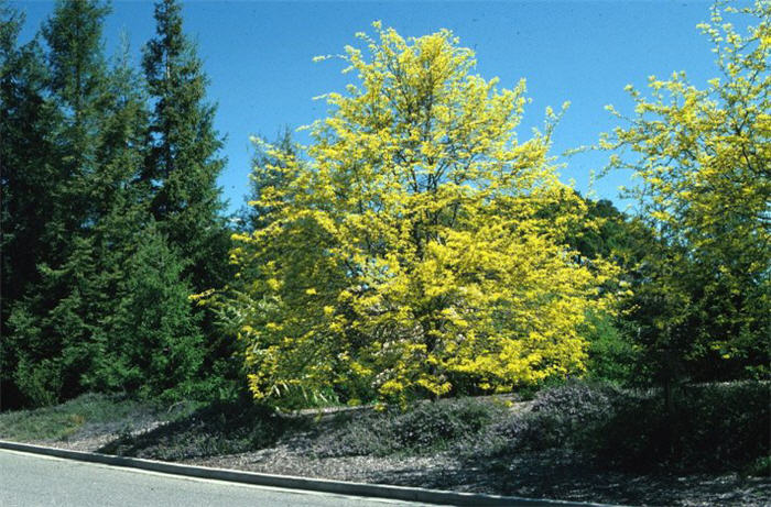 Plant photo of: Gleditsia triacanthos inermis 'Sunburst'