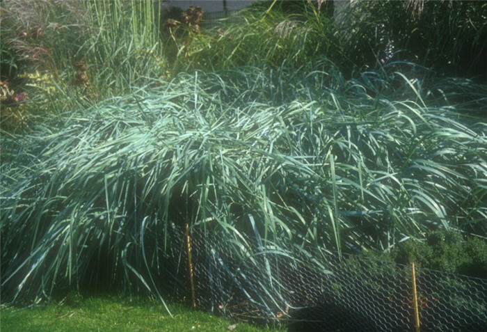 Leymus arenarius 'Glaucus'