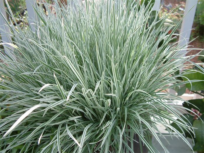 Plant photo of: Tulbaghia violacea 'Silver Lace'