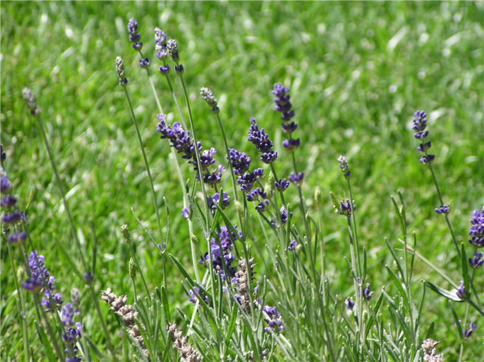 Lavandula angustifolia 'Hidcote'