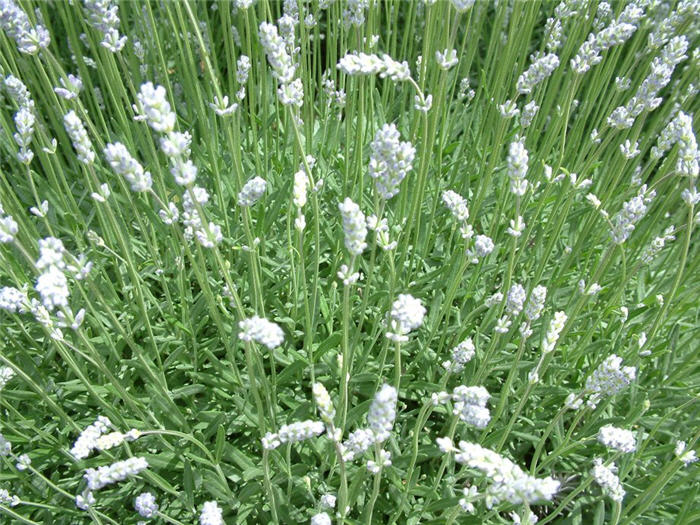 Lavandula angustifolia 'Munstead'