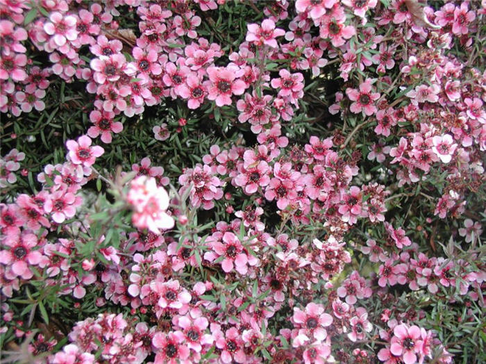 Plant photo of: Leptospermum scoparium 'Gaiety Girl'