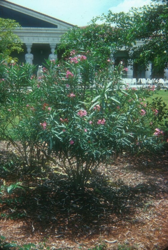 Plant photo of: Nerium oleander 'Petite Pink'