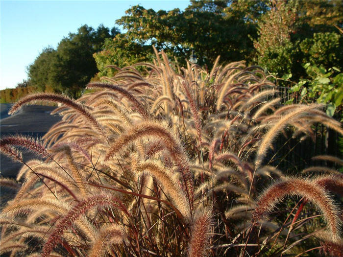 Plant photo of: Pennisetum 'Rubrum'