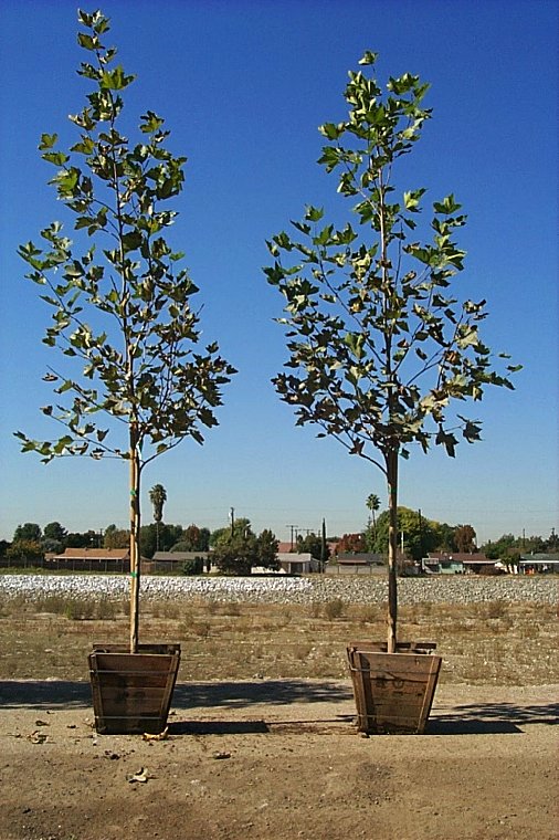 Platanus X acerifolia 'Bloodgood'