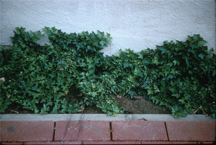 Hahn's English Ivy