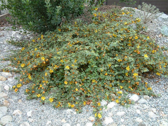 Fremontodendron californicum decumbens