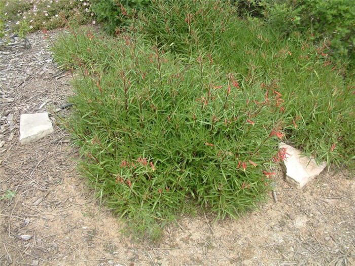 Plant photo of: Lobelia laxiflora