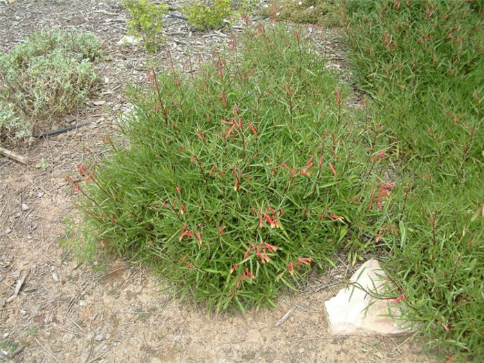 Plant photo of: Lobelia laxiflora