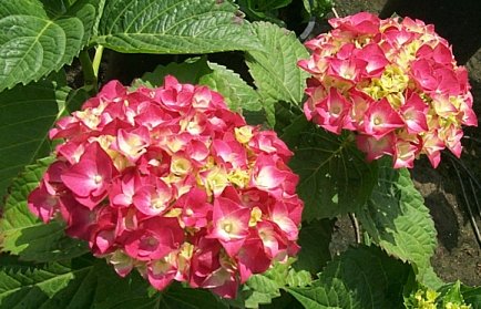 Hydrangea macrophylla