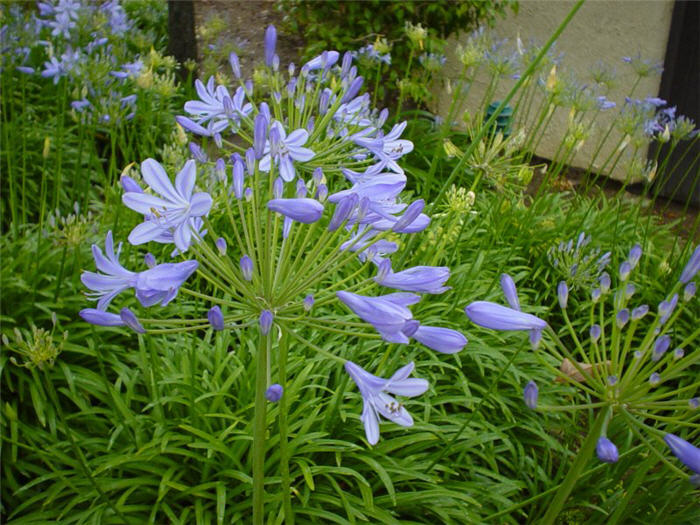 Agapanthus praecox ssp. orientalis