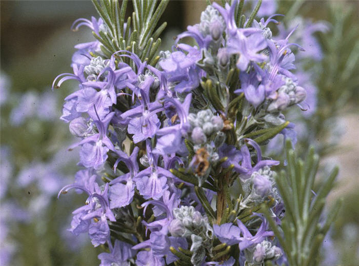 Plant photo of: Rosmarinus officinalis 'Tuscan Blue'