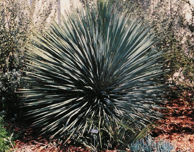 Yucca rostrata