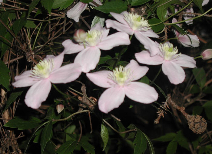 Clematis montana rubens