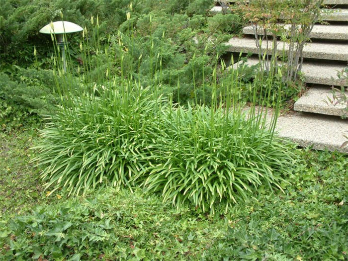 Agapanthus 'Peter Pan'