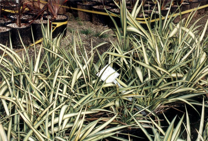 Phormium cookianum 'Cream Delight'