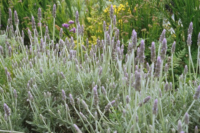 Plant photo of: Lavandula dentata candicans