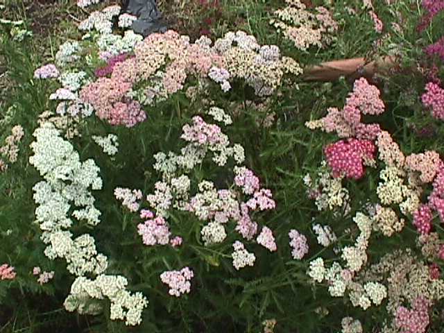 Common Yarrow Summer Pastels