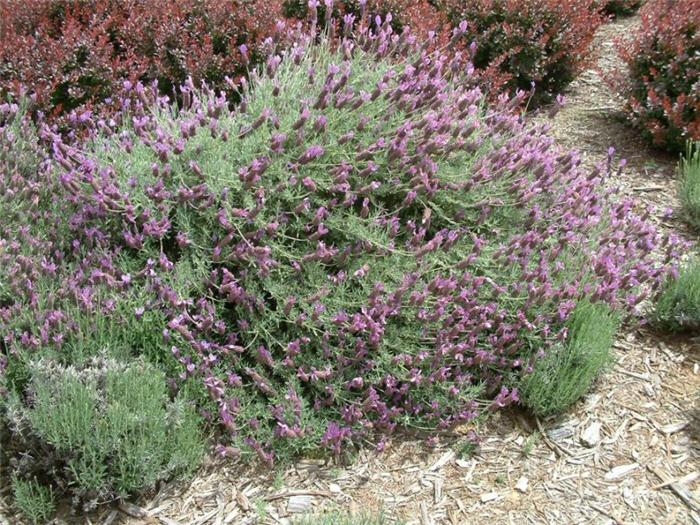 Plant photo of: Lavandula stoechas p. 'Otto Quast'