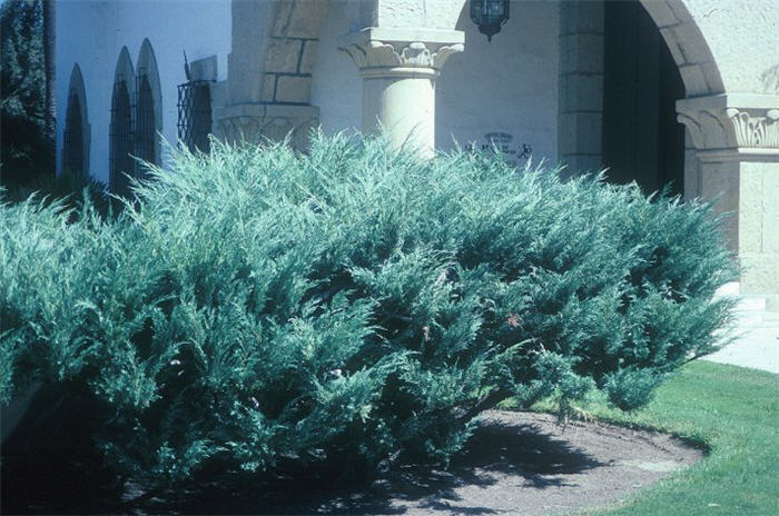 Juniperus X pfitzeriana 'Glauca'