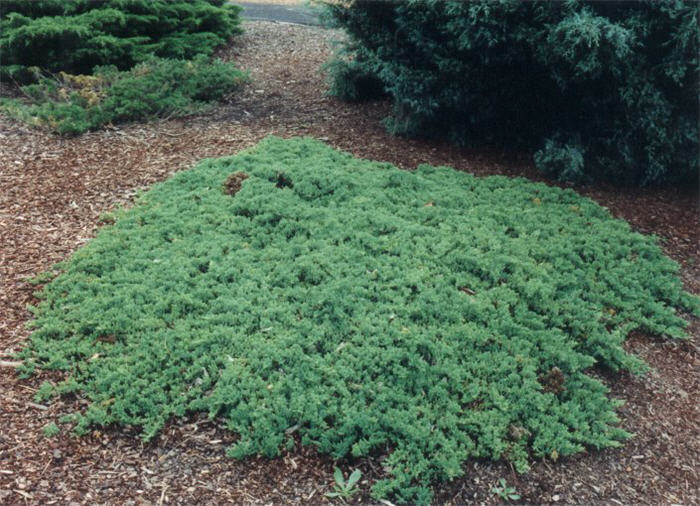 Juniperus procumbens