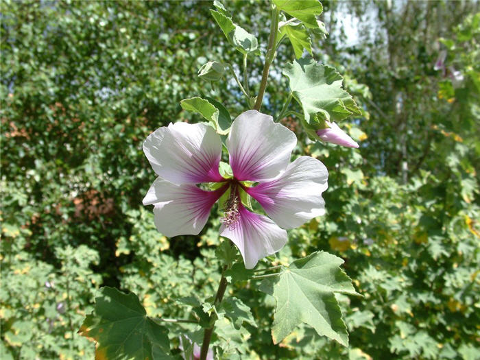 Plant photo of: Lavatera maritima